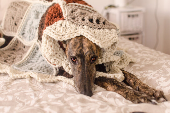A portrait of a Spanish Greyhound - Galgo - 