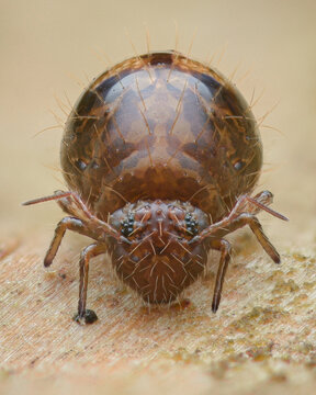 Symmetrical portrait of a brown Globular Springtail with thick hairs, on a piece of wood (Allacma fusca)