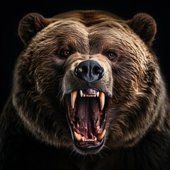 closeup on an alert brown bear showing its teeth isolated on black background | Generative AI