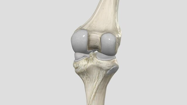 The primary function of the medial meniscus is to decrease the amount of stress on the knee joint