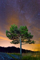 Vertical shot of a lush green  tree silhouetted against the backdrop of a star-studded night sky