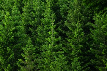 Closeup of  a lush green fir trees forest under the natural light