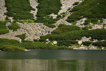 A 'Czarny Staw Gasienicowy' Lake Tatra Poland. Rocks, forest, trees, ducks