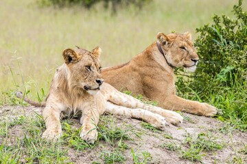 two lions are laying on a mound and the one is watching something