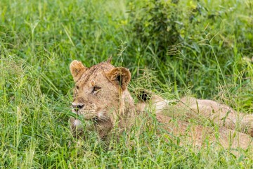 Majestic lion lounging in a grassy area within a lush, forested landscape