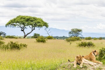 Male African lions in a grassy landscape near trees and bushes with a mountain range