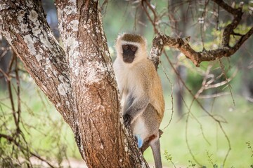 Macaque monkey perched on a tree branch, surrounded by lush green foliage and grass