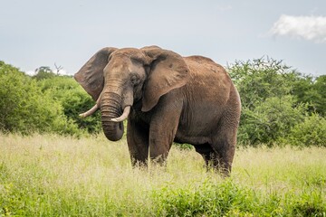 Fototapeta na wymiar Majestic elephant standing in a lush green grassland with a line of tall trees in the background