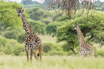 Tall, graceful giraffes standing in the middle of a lush, green field