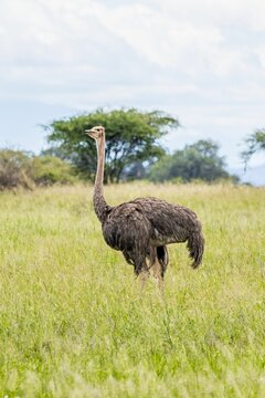 Ostrich striding across a lush, green grassy field