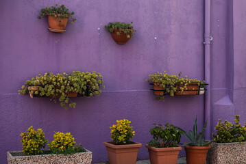 Purple facade of the house with green flowers. Colorful architecture in Burano