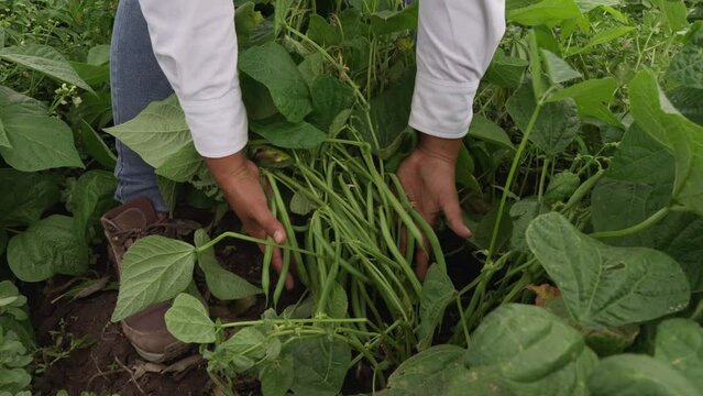 farmer showing green beans from crop
