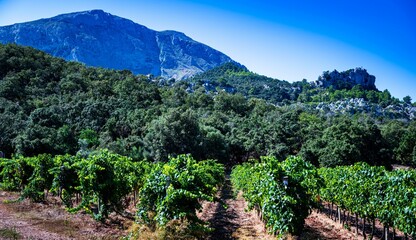 Dramatic landscape of Mallorca, Spain with a rugged mountain range surrounded by lush vegetation