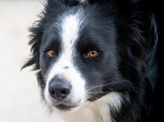 Adorable Border collie dog looks directly into the camera with a curious and inquisitive expression