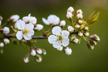 Radiant Spring Bloom: Cherry Blossoms Illuminated by the Setting Sun