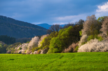 Blossoms in Bloom: Picturesque Rural Springtime