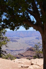 View of Grand Canyon National Park's majestic landscape with a vibrant green tree in the foreground