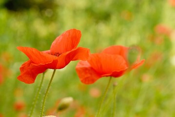 an image of some very pretty red flowers in the grass