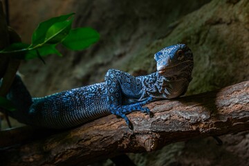 Blue lizard perched on a wooden log in an outdoor enclosure featuring a tree branch