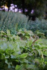 Burdock leaves with blurred image of nettles in background
