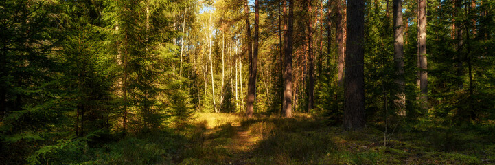 deep green forest with an overgrown road illuminated by warm sunlight through the tree branches. widescreen panoramic side view
