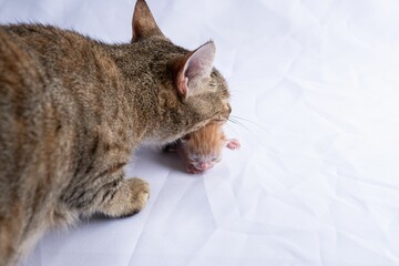 a cat that is laying down on a bed with it's head on the