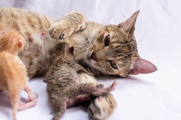 a cat that is laying down next to some baby mice