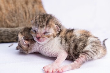two kittens laying on a white background, one is sleeping next to another