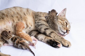 a mother cat laying on top of her baby kittens - obrazy, fototapety, plakaty