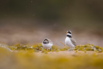 Two small ringed plover (Charadrius hiaticula) birds perched on a field of lush green grass