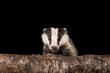 Close-up of a small badger in a dimly lit environment