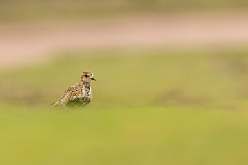European golden plover (Pluvialis apricaria) bird perched on lush green grass
