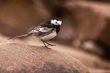 White wagtail (Motacilla alba) perched atop a rocky outcrop