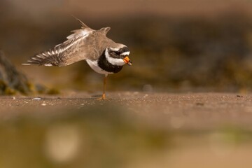 Brown ringed plover (Charadrius hiaticula) walking along the shoreline of a pond