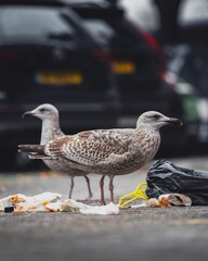 Herring gulls feed in the street in Amsterdam