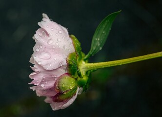 pink flower with water droplets, after a shower of rain
