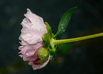 Fototapeta na wymiar pink flower with water droplets, after a shower of rain