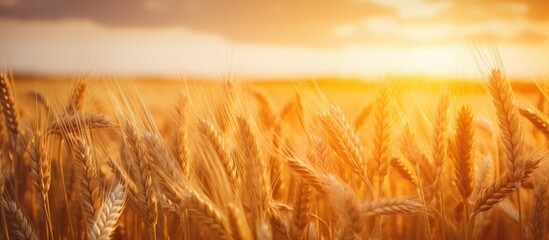 Sunset sky backdrop with ripening wheat field setting sun rays on rural horizon Close up nature photo portraying idea of bountiful harvest - Powered by Adobe