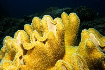 Vibrant yellow coral in the depths of the Red Sea