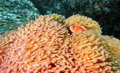Naklejka na ściany i meble Vibrant Amphiprion perideraion peeking out from behind a cluster of coral in a tranquil ocean scene