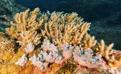 corals that are growing on top of the coral reefs