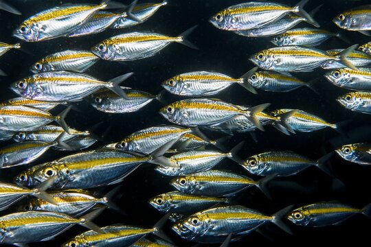 School of yellow-striped selar fish swimming together in unison
