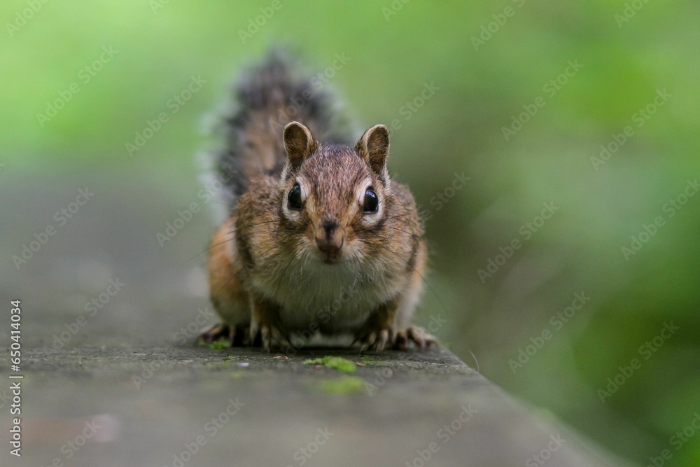 Poster closeup of a squirrel perched on a tree trunk