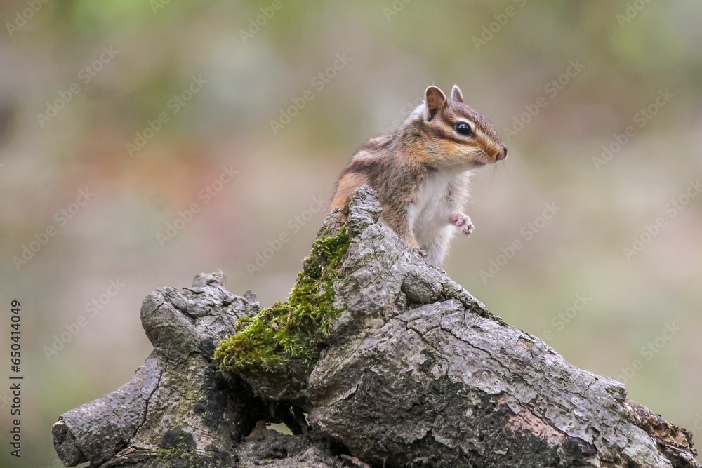 Poster closeup of a squirrel perched on a tree trunk