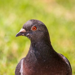 Closeup of a pigeon perched on the ground