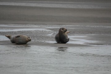Fototapeta premium Closeup of two seals resting on the sandy shoreline