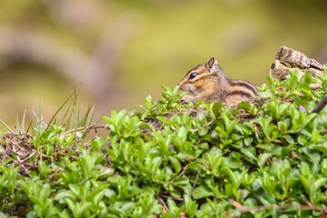 Closeup of a squirrel perched on a tree trunk