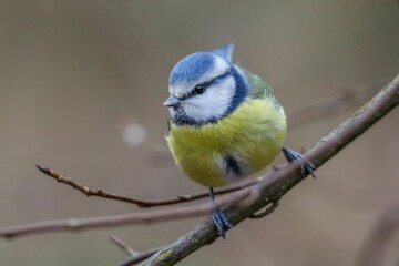 Closeup of a great tit perched on a tree branch