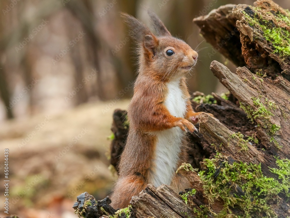 Sticker Adorable red squirrel perched atop a wooden log in a natural outdoor setting.