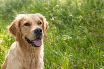Obraz premium Attentive golden retriever dog